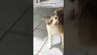 Cat Lover 😅 Cat Fails 🥰 FunnyCats 2979 [upl. by Sidhu]