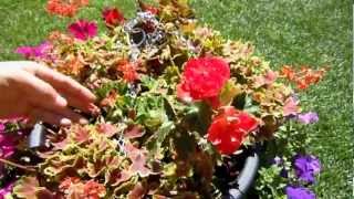 How To Deadhead your Annual Geraniums [upl. by Marti]