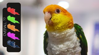 White Bellied Caique The Best Pet Parrot [upl. by Mullane]