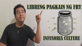 HOW TO CULTURE INFUSORIA in an easy way [upl. by Auburta]