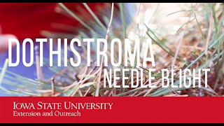 Dothistroma Needle Blight of Pine Trees [upl. by Nailluj]