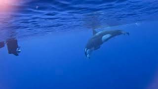 So this happened todayOrcas in the Somosomo Strait Taveuni Dive Resort Fiji [upl. by Enoved452]