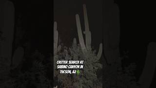 Night Critter Hunt at Sabino Canyon in Tucson AZ🌵 arizona [upl. by Annoif]