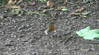 Robin UK Wildlife [upl. by Halludba]