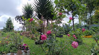 Meu jardim ta lindo com muitas flores Tem novidade [upl. by Aleahc]