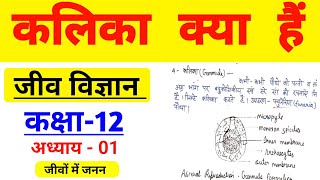 कलिका क्या हैं  फ्युनेरिया का चित्र  Funaria  Class 12th biology adhayay 01 Jivo me Janan [upl. by Mccreery830]