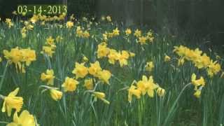 Daffodil Growth Time Lapse  SIX MONTHS TOTAL [upl. by Lebazi]