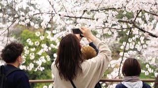 In Giappone esplode la fioritura dei ciliegi ma niente hanami [upl. by Sammy156]