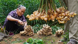 Grandma shares 4 ways to cook ginger｜生薑怎麼做最好吃？阿婆和家人教你4種做法，酸甜鹹味全上｜food f广西 美食 ｜玉林阿婆 [upl. by Dannie]