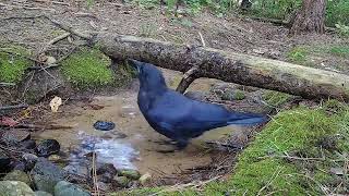 Crows visiting the stream and Little Red makes an appearance [upl. by Schell292]