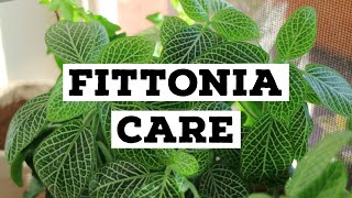 How to care for Fittonia  Nerve plant care [upl. by Mariko]