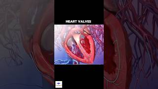 The Four Heart Valves  LearnWithMusawir  cardiology [upl. by Nagaek]