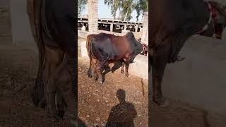 For Sale Bakra Eid 2025 shortvideo cow bull [upl. by Swithbert]