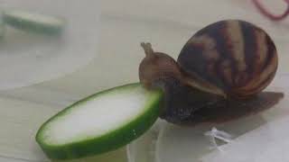 Cucumber snail [upl. by Nedda]