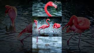 Three Pink Flamingos Posing in the Water photography Birds Flamingos Nature [upl. by Mylo803]