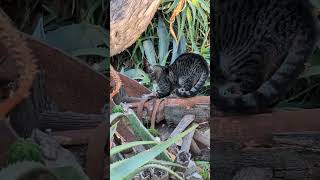 2024 Knotts Boysenberry Festival Cat in the Garden Between Soak City and Knotts 31124 [upl. by Thacher]