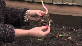 How to plant Calla Lily Aethiopica Zantedeschia [upl. by Eciryt]