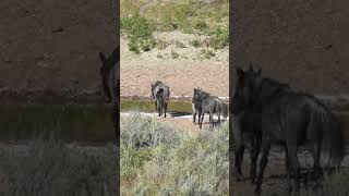 WILD WILD HORSES Cant drive me away mustangs horse horses horseriding [upl. by Shimberg]