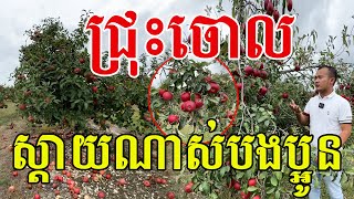 ផ្លែជ្រុះចោល ដើមតូចផ្លែប្រក់មែក ផ្អែមឆ្ងាញ់ណាស់ [upl. by Yralam]