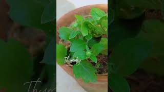 Guldaudi Plant gardening plantsgardeningwithvandanagardeningwithneelamwinterflowerplantflowers [upl. by Arihppas]