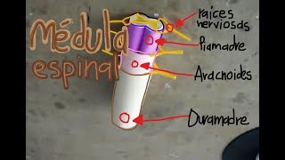 Médula Espinal maqueta Model Spinal Cord [upl. by Kcirevam]