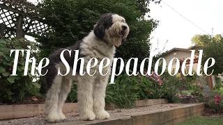 The Sheepadoodle  Feathers and Fleece Farm [upl. by Atena]