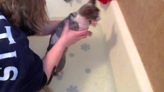 How to bathe a sphynx cat [upl. by Elurd]