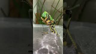 12 Mantis eating a Wasp Strange animals series shorts shortsfeed shortvideo biology zoology [upl. by Anitac776]