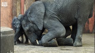 Speelkwartiertje bij de Afrikaanse olifanten Madiba en Mosi [upl. by Ramedlav]