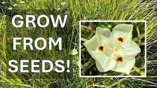 Grow African Iris from Seeds Dietes bicolor Fortnight Lily Yellow Wild Iris in Coto de Caza [upl. by Lightfoot]