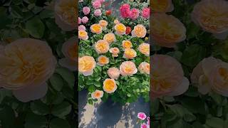 Golden garden Roses 😍  relaxingmusic flowergarden amazing [upl. by Airetnohs]