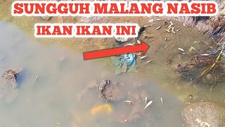 Ribuan Ikan Mati Sia Sia Ulah Orang Tidak Bertanggung jawab ‼️ [upl. by Naibaf181]