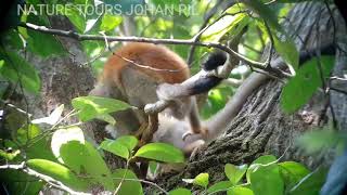 Saimiri oerstedii Central american squirrel monkey Mono titi o ardilla 🐒😻 [upl. by Kcirdnek]