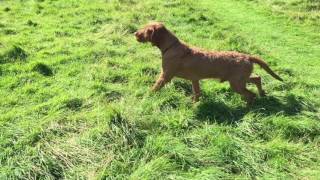 Zoldmali Extreme wirehaired vizsla stalking up a rabbit [upl. by Kariv476]