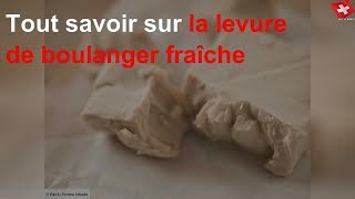 Tout savoir sur la levure de boulanger fraîche [upl. by Eizdnil406]