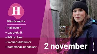 Härnösandtv – 2 november 2023 [upl. by Lynn]