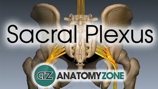 Sacral Plexus  Anatomy Tutorial [upl. by Enileuqcaj58]