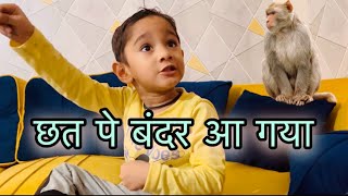 Aaj chat pe kian ne bhot sare bandaro ko dekha 😮  new Vlog  SandeepSoparkarVlogs ￼ [upl. by Lasyrc654]