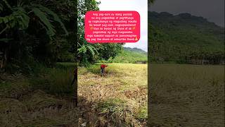 ANG PAGAANI NG PALAY Ay NAGSISIMBULO NG KASAGANAANAT BUNGA NG PAGSISIKAP NG MGA MAGSASAKA farming [upl. by Sells]