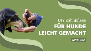 gesunde Mundhygiene für deinen Hund  Thieves DIY Zahnreinigung [upl. by Zadoc668]