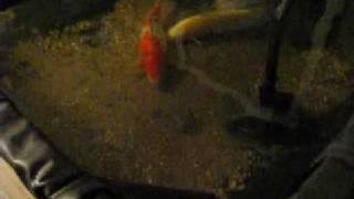 diy indoor stingray pond vid 2 [upl. by Annavoeg]