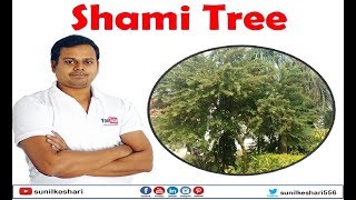 The Shami Tree a Prosopis cineraria you need to know about [upl. by Esorlatsyrc541]