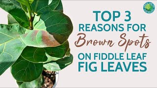 Top 3 Reasons for Fiddle Leaf Fig Brown Spots  Causes Symptoms amp Treatments [upl. by Fenelia]