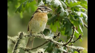 Blackheaded Grosbeak Cooper Mountain Oregon USA 3624 [upl. by Chrissie840]