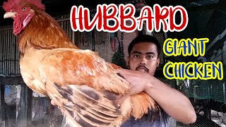 HUBBARD CHICKEN  ROOSTER  BACKYARD FARM [upl. by Desdamona]