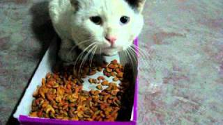 Hungry street cat eating and making funny noises at the same time [upl. by Annair373]