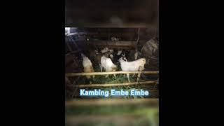 Kambing Embe Embe [upl. by Levin532]