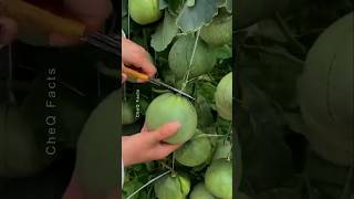 How to Grow Sweet Melon at Home plants shorts farming [upl. by Hodosh]