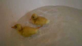 ducklings in the bath [upl. by Sweet]