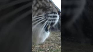 INSANE Bobcat SCREAM [upl. by Enyamart]